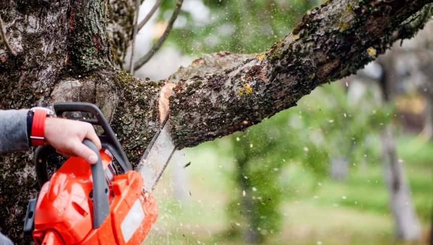 DIY Tree Pruning in Geelong vs. Professional Services